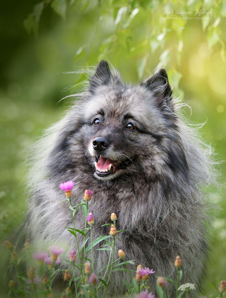 Wolfspitz Hündin beim Outdoor Fotoshooting