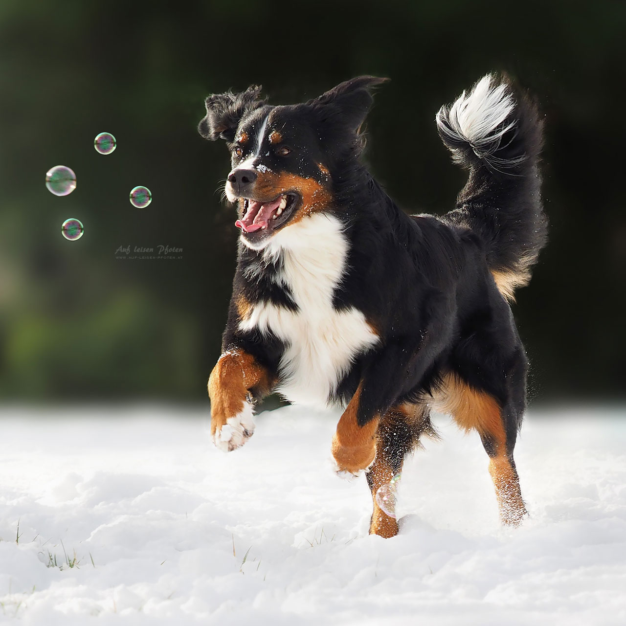 Berner Sennenhund läuft Seifenblasen nach