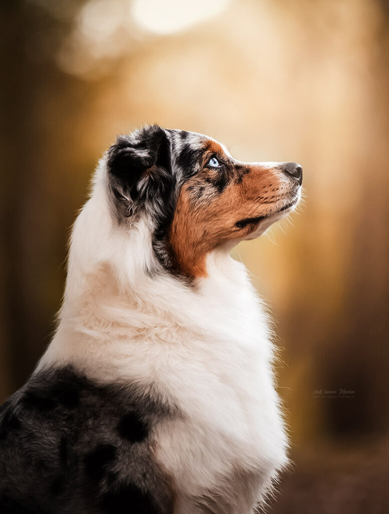 Australian Shepperd im Wald