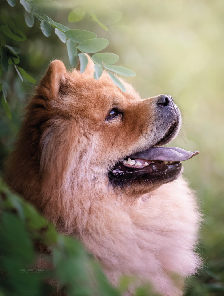 Chow-Chow im Wald