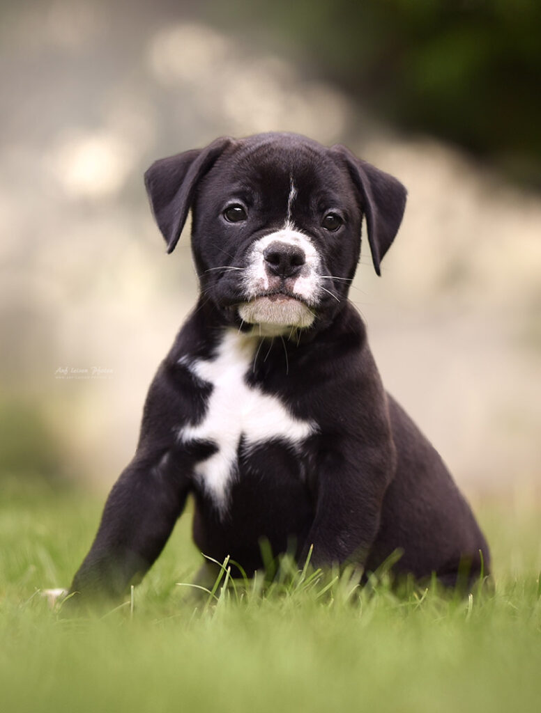 Continental Bulldoggen Welpe