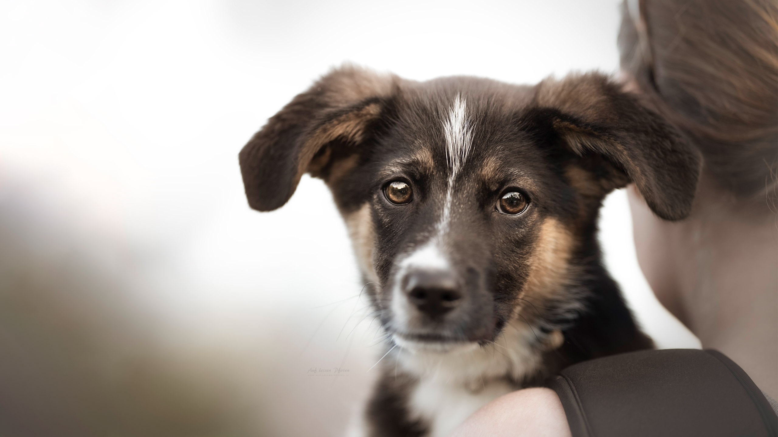 Portrait eines Mischlingswelpen auf der Schulter seiner Besitzerin