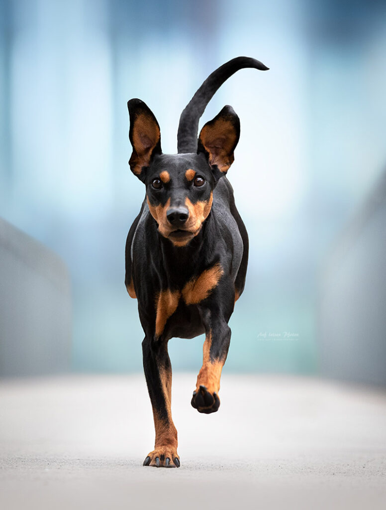Altdeutscher Pinscher läuft über eine Brücke in der Stadt