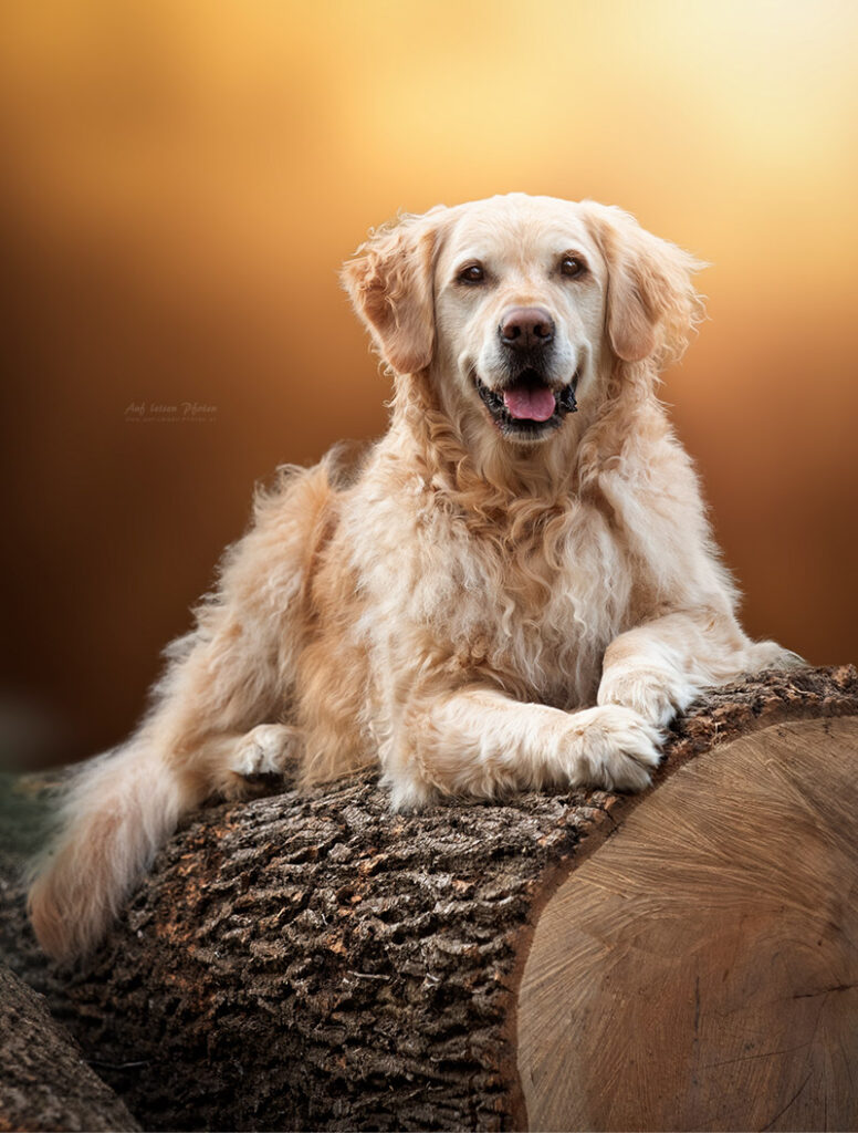 Golden Retriever sitzt auf einem Baumstamm