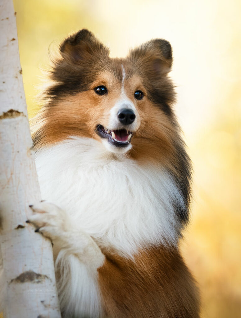 Sheltie bei Sonnenaufgang