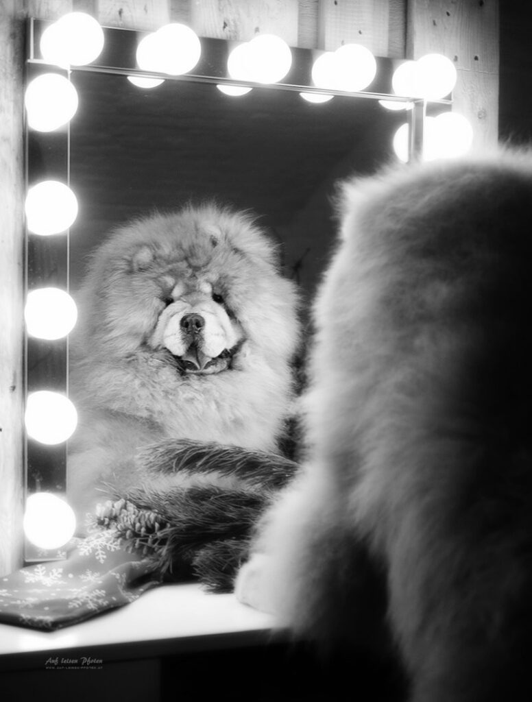 Chow-Chow bewundert sich im Schminkspiegel